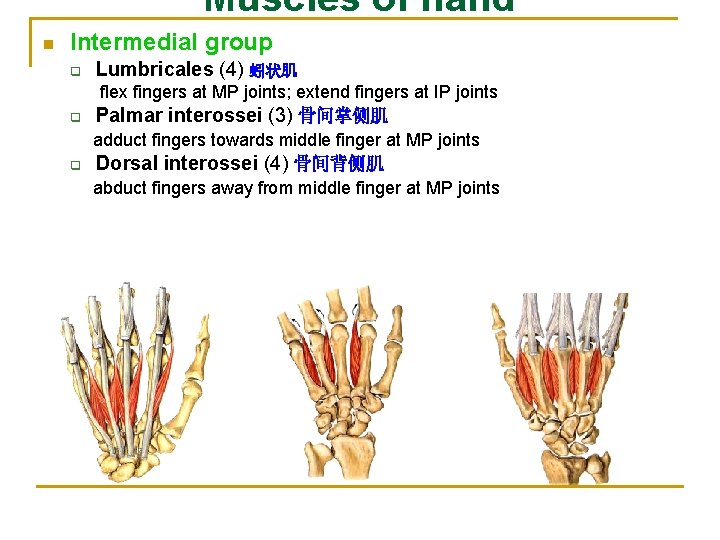 Muscles of hand n Intermedial group q q q Lumbricales (4) 蚓状肌 flex fingers
