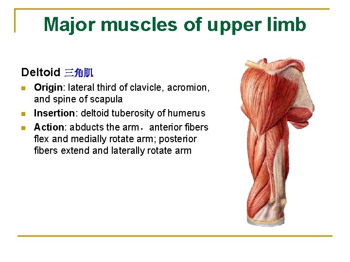 Major muscles of upper limb Deltoid 三角肌 n n n Origin: lateral third of