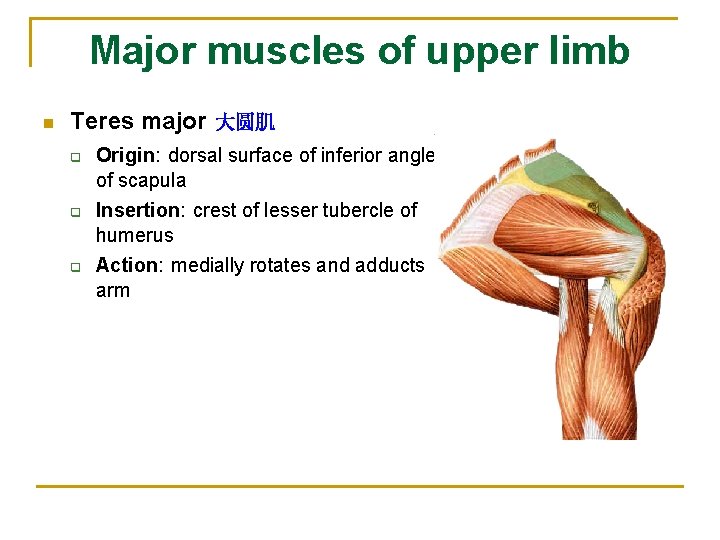 Major muscles of upper limb n Teres major 大圆肌 q q q Origin: dorsal