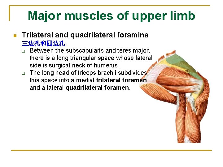 Major muscles of upper limb n Trilateral and quadrilateral foramina 三边孔和四边孔 q Between the