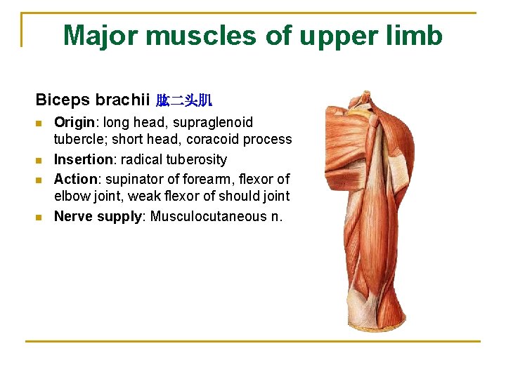 Major muscles of upper limb Biceps brachii 肱二头肌 n n Origin: long head, supraglenoid
