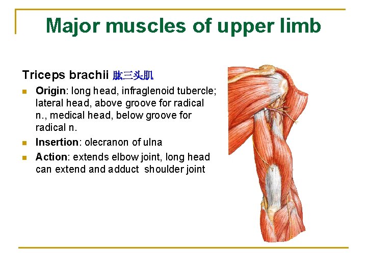 Major muscles of upper limb Triceps brachii 肱三头肌 n n n Origin: long head,