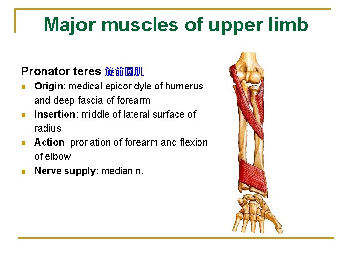 Major muscles of upper limb Pronator teres 旋前圆肌 n n Origin: medical epicondyle of