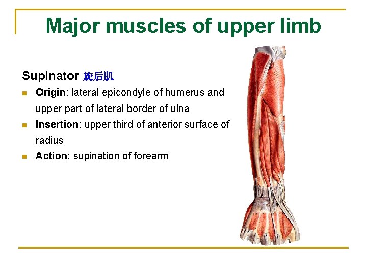 Major muscles of upper limb Supinator 旋后肌 n Origin: lateral epicondyle of humerus and