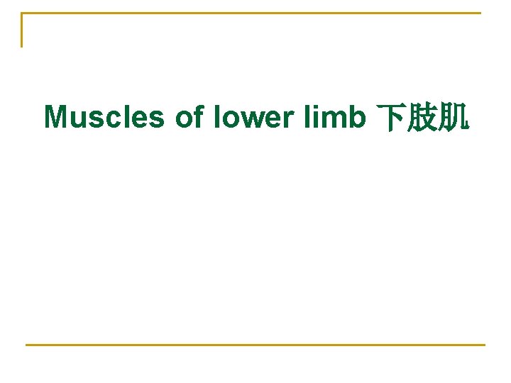 Muscles of lower limb 下肢肌 