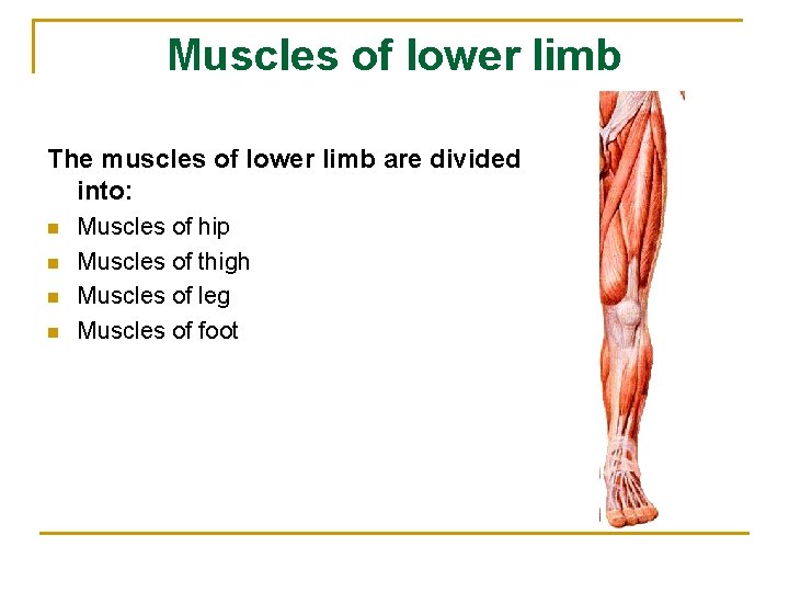 Muscles of lower limb The muscles of lower limb are divided into: n n