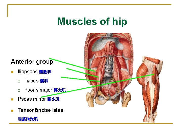 Muscles of hip Anterior group n Iliopsoas 髂腰肌 q Iliacus 髂肌 q Psoas major