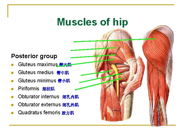 Muscles of hip Posterior group n Gluteus maximus 臀大肌 n Gluteus medius n Gluteus