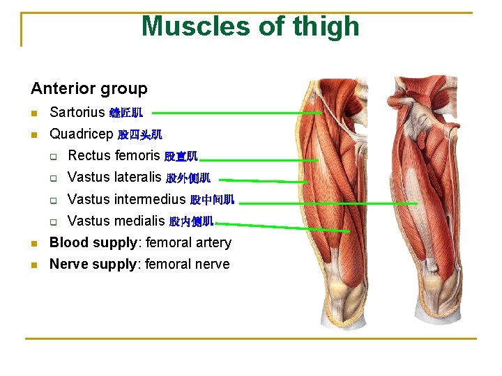 Muscles of thigh Anterior group n Sartorius 缝匠肌 n Quadricep 股四头肌 q Rectus femoris