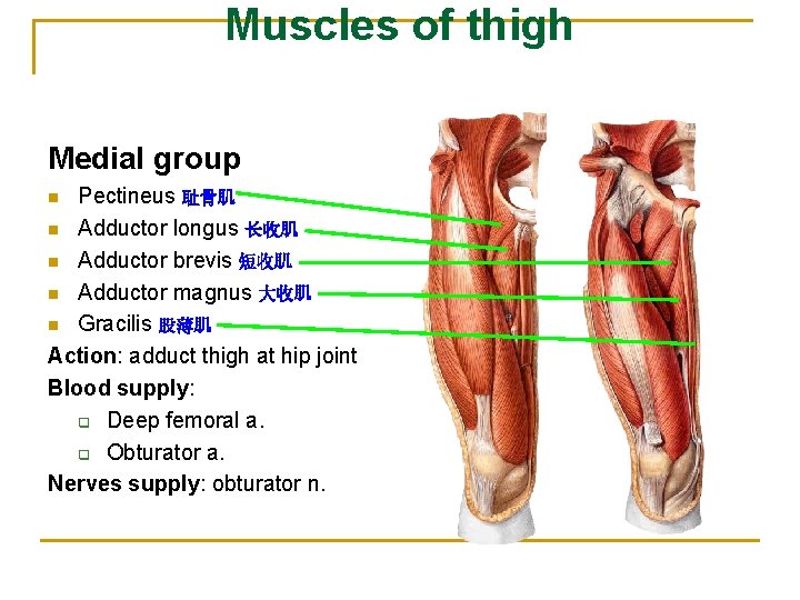 Muscles of thigh Medial group Pectineus 耻骨肌 n Adductor longus 长收肌 n Adductor brevis