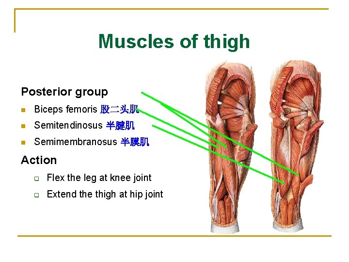 Muscles of thigh Posterior group n Biceps femoris 股二头肌 n Semitendinosus 半腱肌 n Semimembranosus