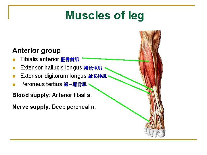 Muscles of leg Anterior group n n Tibialis anterior 胫骨前肌 Extensor hallucis longus 拇长伸肌
