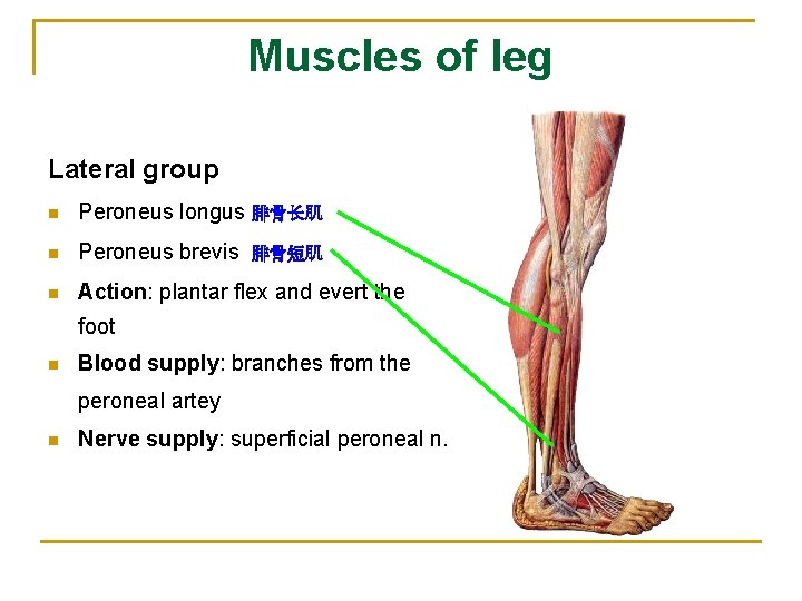 Muscles of leg Lateral group n Peroneus longus 腓骨长肌 n Peroneus brevis n Action: