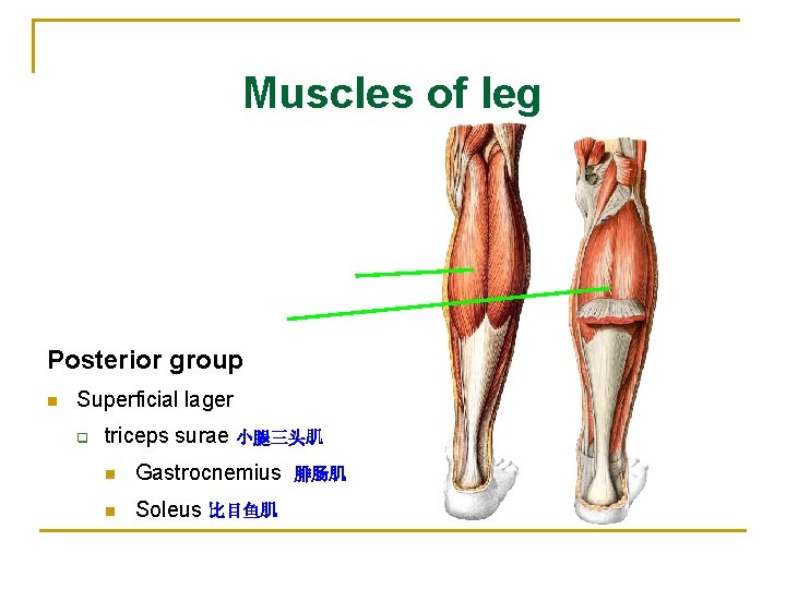 Muscles of leg Posterior group n Superficial lager q triceps surae 小腿三头肌 n Gastrocnemius