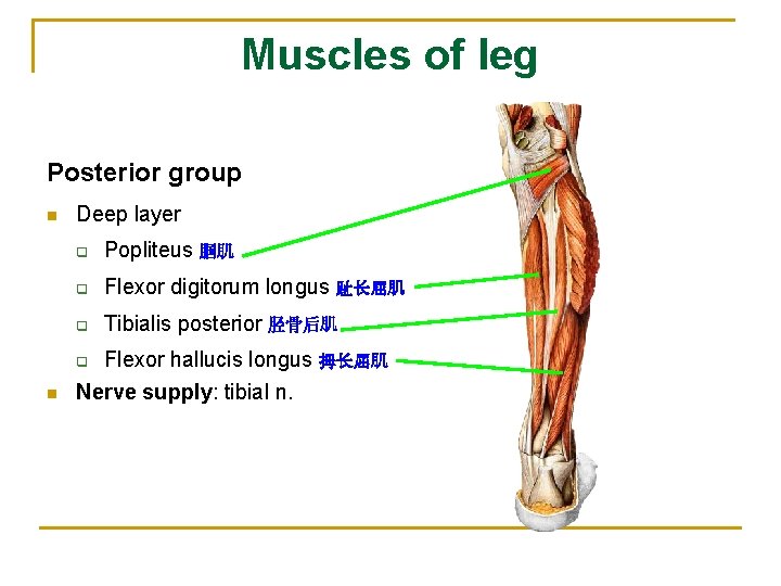 Muscles of leg Posterior group n Deep layer q Popliteus 腘肌 q Flexor digitorum