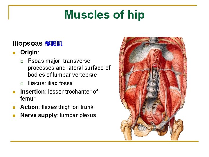 Muscles of hip Iliopsoas 髂腰肌 n n Origin: q Psoas major: transverse processes and