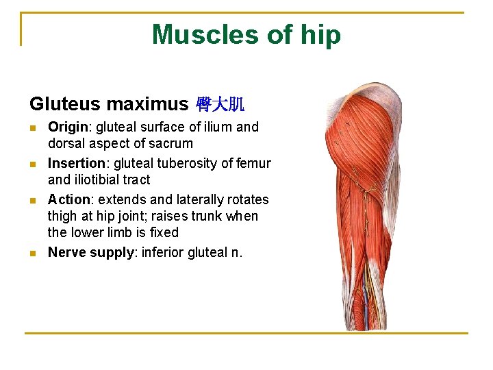 Muscles of hip Gluteus maximus 臀大肌 n n Origin: gluteal surface of ilium and