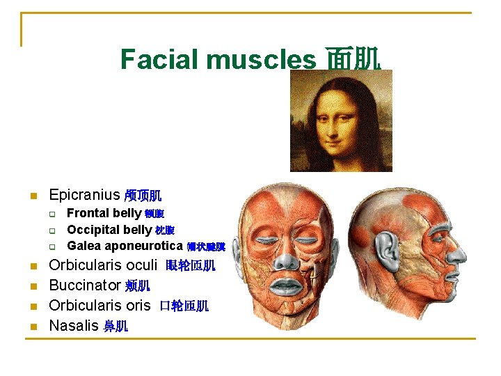 Facial muscles 面肌 n Epicranius 颅顶肌 q q q n n Frontal belly 额腹