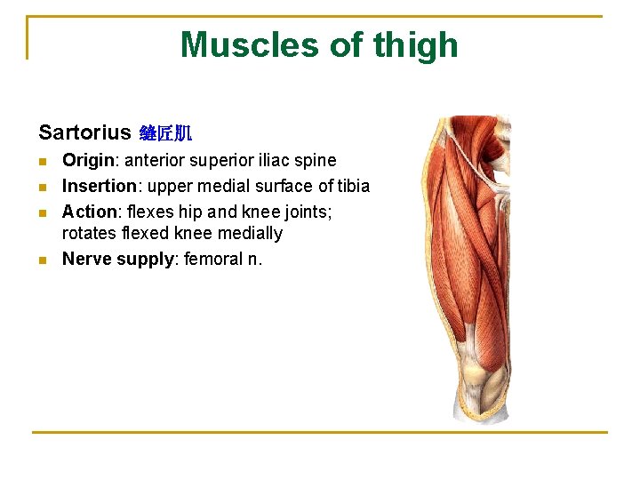Muscles of thigh Sartorius 缝匠肌 n n Origin: anterior superior iliac spine Insertion: upper