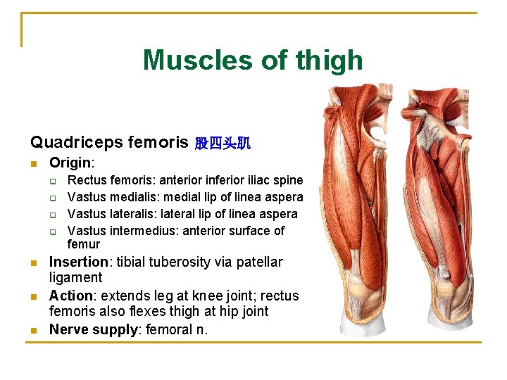 Muscles of thigh Quadriceps femoris 股四头肌 n Origin: q q n n n Rectus