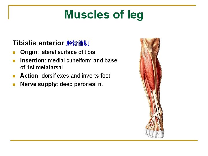 Muscles of leg Tibialis anterior 胫骨前肌 n n Origin: lateral surface of tibia Insertion: