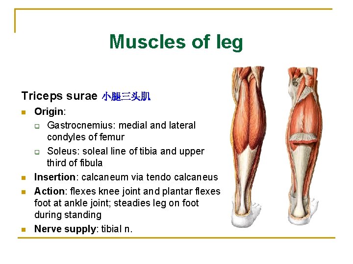 Muscles of leg Triceps surae 小腿三头肌 n n Origin: q Gastrocnemius: medial and lateral