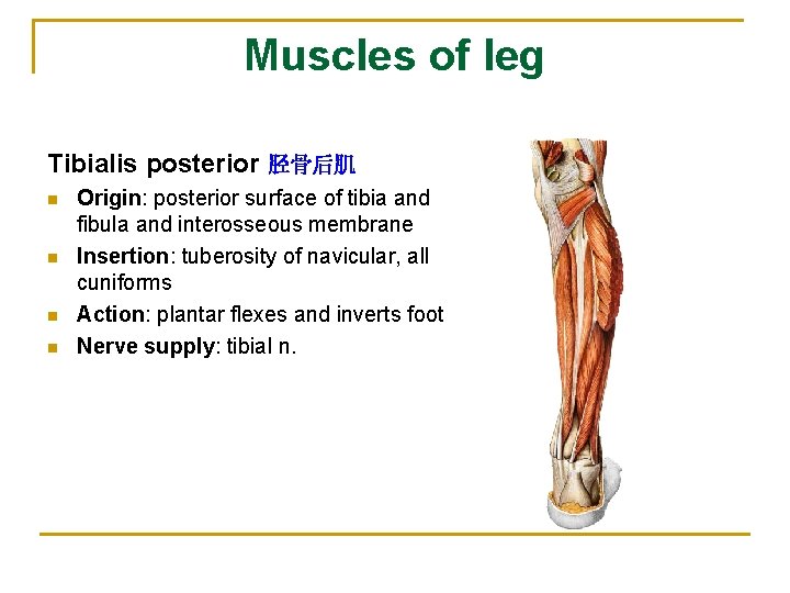 Muscles of leg Tibialis posterior 胫骨后肌 n n Origin: posterior surface of tibia and