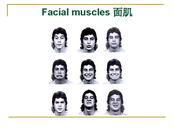 Facial muscles 面肌 