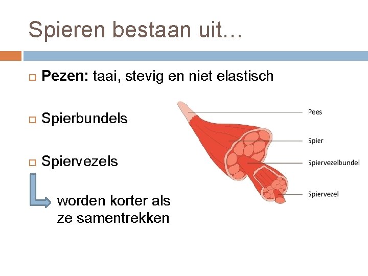 Spieren bestaan uit… Pezen: taai, stevig en niet elastisch Spierbundels Spiervezels worden korter als