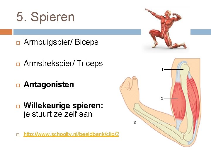 5. Spieren Armbuigspier/ Biceps Armstrekspier/ Triceps Antagonisten Willekeurige spieren: je stuurt ze zelf aan