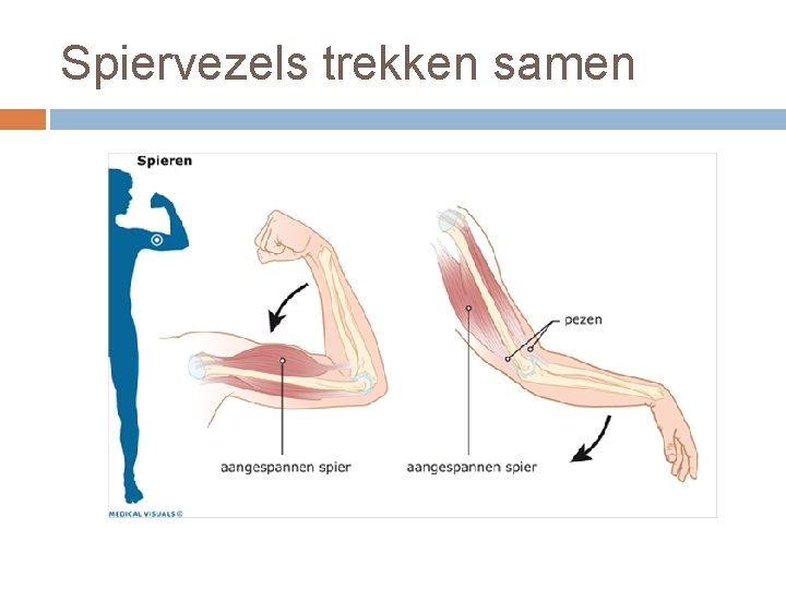 Spiervezels trekken samen 