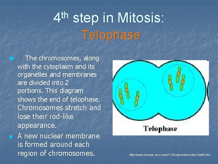 th 4 step in Mitosis: Telophase n n The chromosomes, along with the cytoplasm