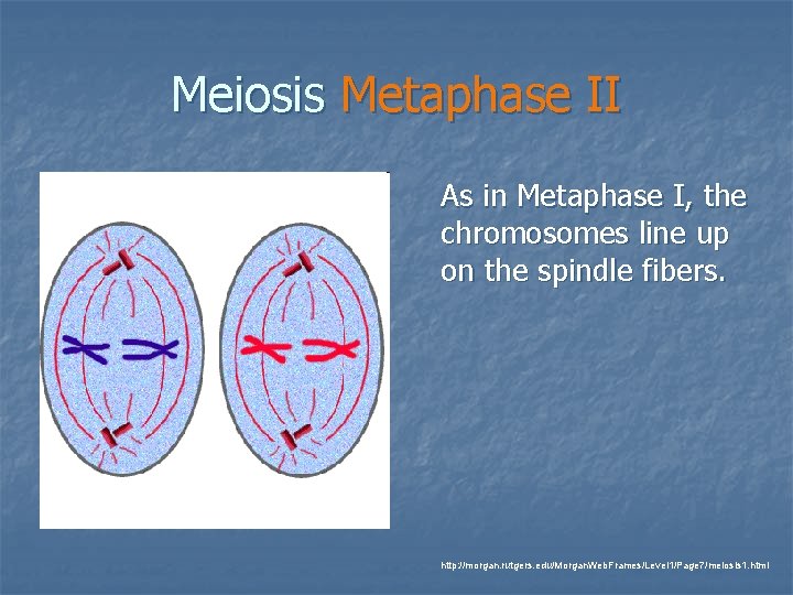 Meiosis Metaphase II As in Metaphase I, the chromosomes line up on the spindle