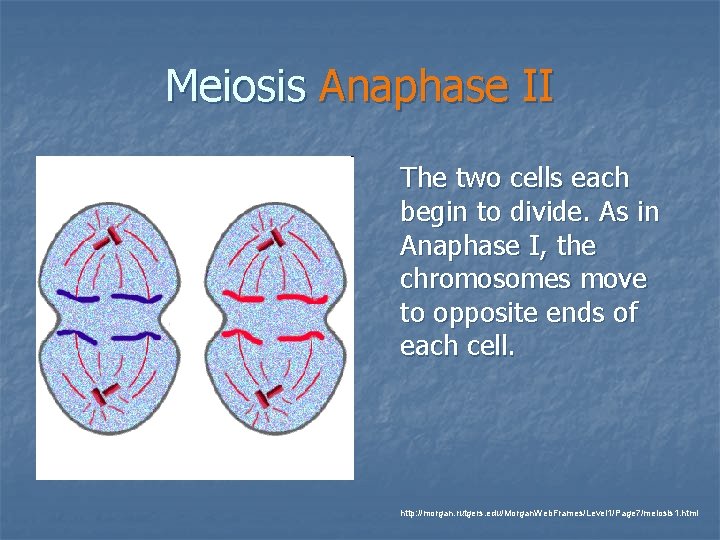 Meiosis Anaphase II The two cells each begin to divide. As in Anaphase I,