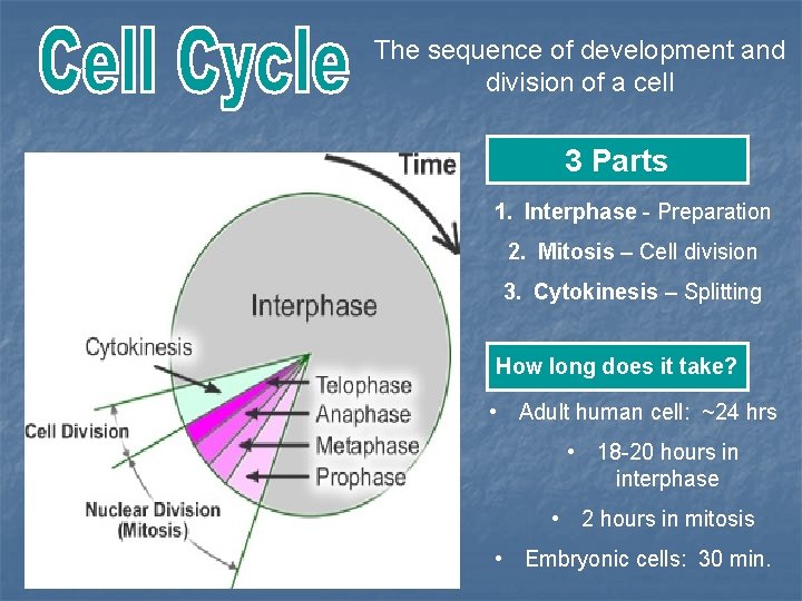 The sequence of development and division of a cell 3 Parts 1. Interphase -