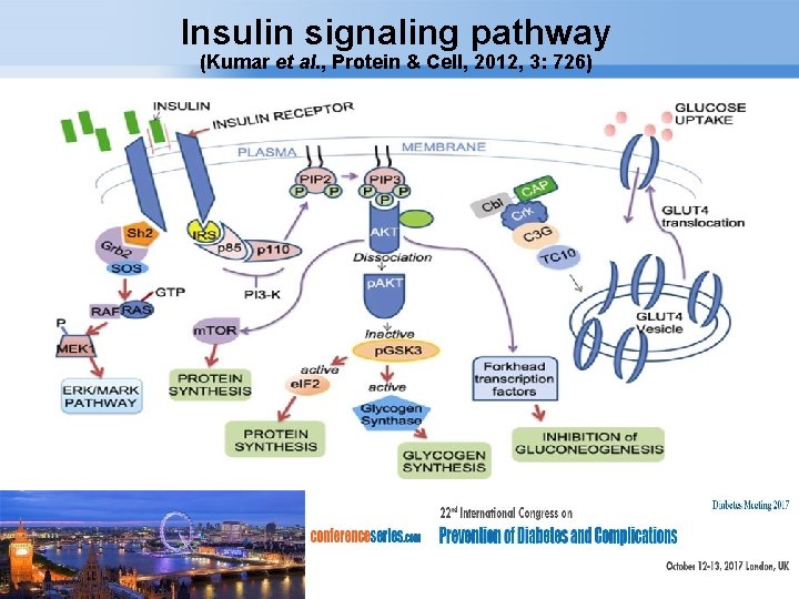 Insulin signaling pathway (Kumar et al. , Protein & Cell, 2012, 3: 726) Page