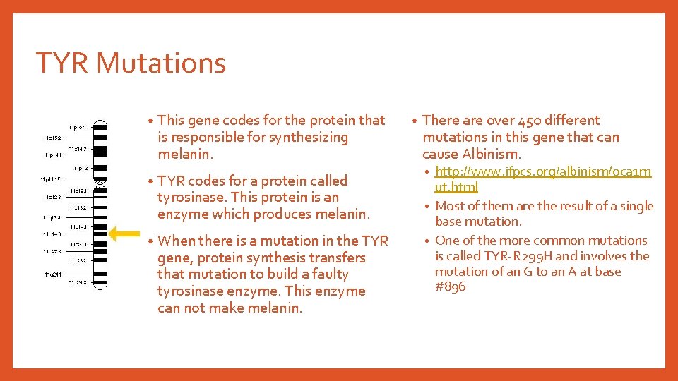 TYR Mutations • This gene codes for the protein that is responsible for synthesizing TYR Mutations • This gene codes for the protein that is responsible for synthesizing