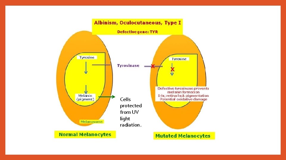 Cells protected from UV light radiation. Cells protected from UV light radiation.