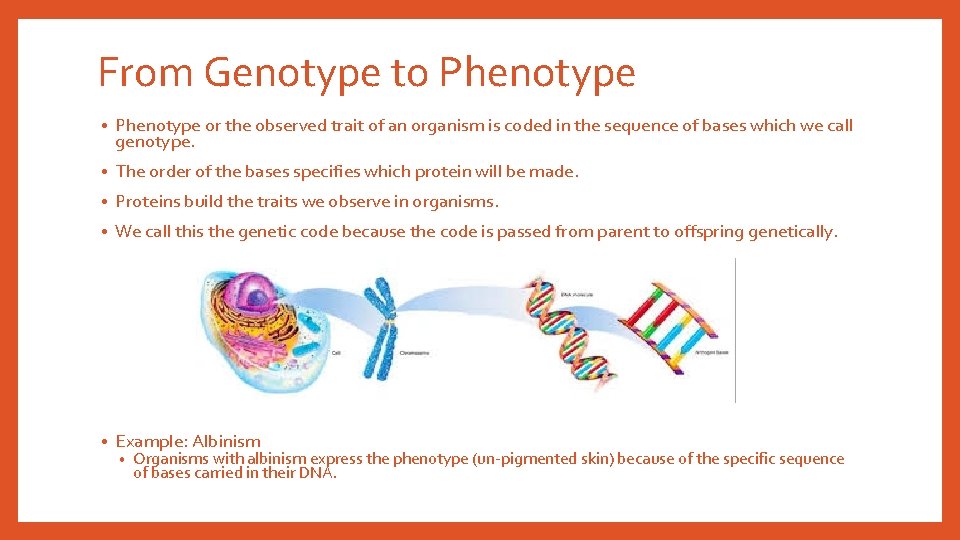 From Genotype to Phenotype • Phenotype or the observed trait of an organism is From Genotype to Phenotype • Phenotype or the observed trait of an organism is