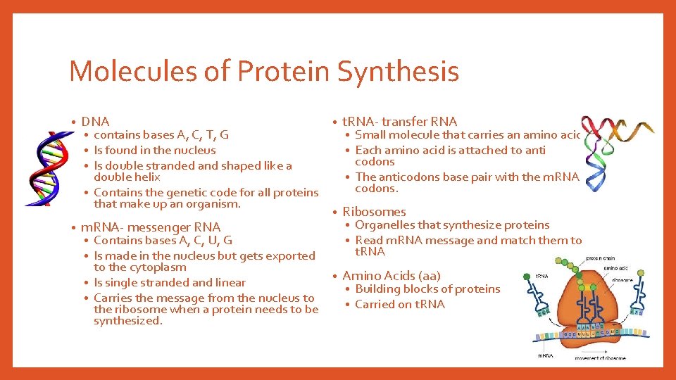 Molecules of Protein Synthesis • • DNA contains bases A, C, T, G Is Molecules of Protein Synthesis • • DNA contains bases A, C, T, G Is