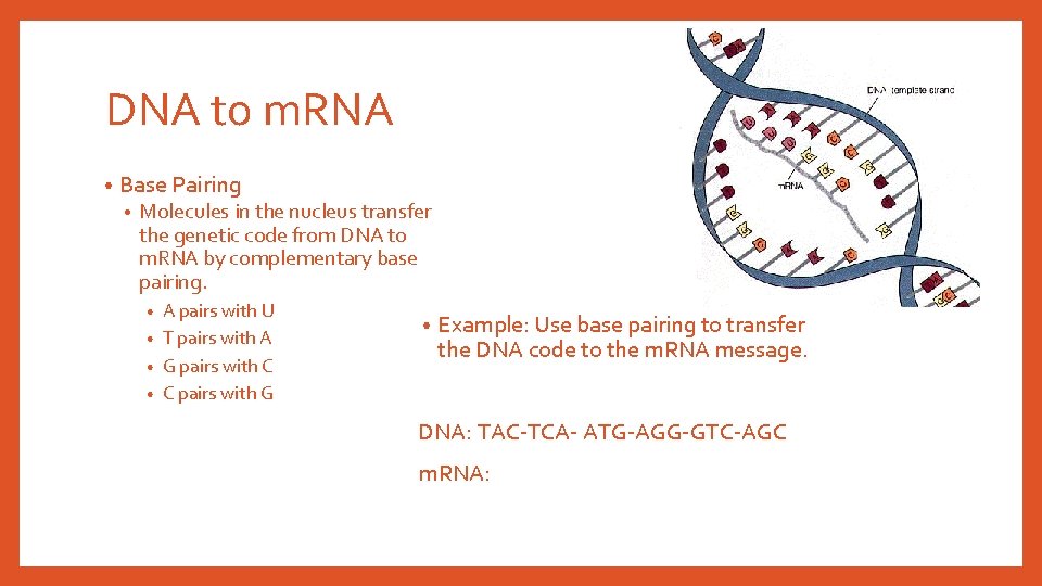 DNA to m. RNA • Base Pairing • Molecules in the nucleus transfer the DNA to m. RNA • Base Pairing • Molecules in the nucleus transfer the