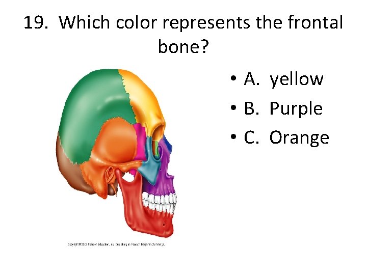 19. Which color represents the frontal bone? • A. yellow • B. Purple •