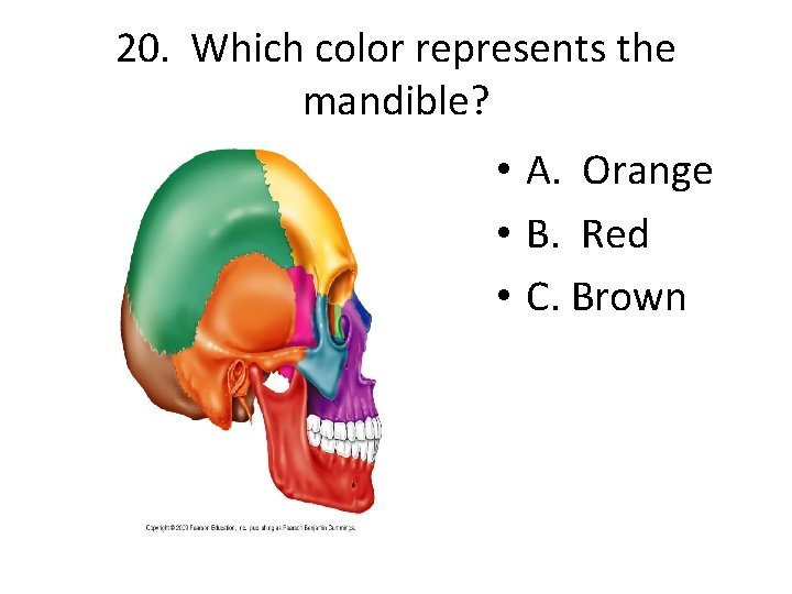 20. Which color represents the mandible? • A. Orange • B. Red • C.