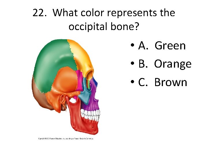 22. What color represents the occipital bone? • A. Green • B. Orange •