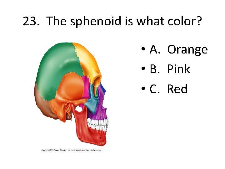 23. The sphenoid is what color? • A. Orange • B. Pink • C.