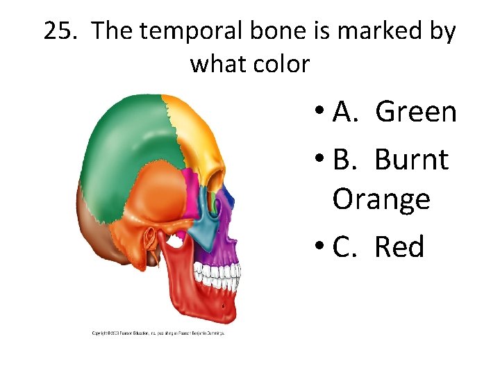 25. The temporal bone is marked by what color • A. Green • B.