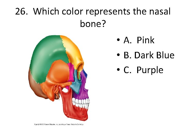 26. Which color represents the nasal bone? • A. Pink • B. Dark Blue