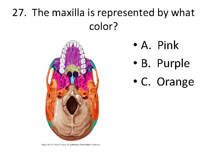 27. The maxilla is represented by what color? • A. Pink • B. Purple