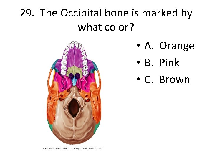 29. The Occipital bone is marked by what color? • A. Orange • B.