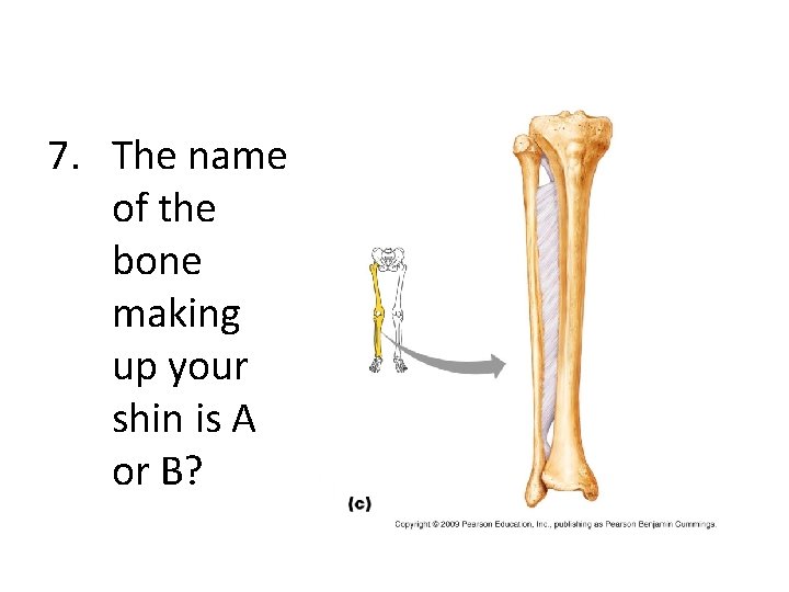 7. The name of the bone making up your shin is A or B?